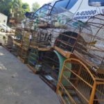 Morador no São José é multado em mais de R$ 13 mil por manter aves em cativeiro