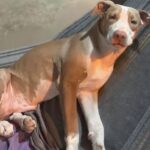Família procura cachorro levado após escapar de casa em Araçatuba