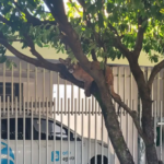 Onça-parda é resgatada pelos Bombeiros após ser encontrada em árvore em Birigui