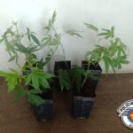 Mudas de maconha são apreendidas após serem encontradas em estrada rural de Birigui