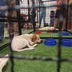 Praça Nova Araçatuba recebe evento de adoção pet neste domingo